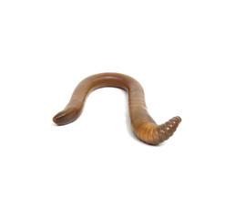 animal earth worm isolated on white