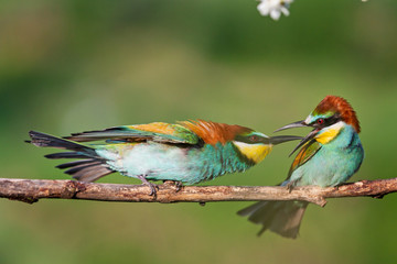 beautiful colorful birds conflict on a branch