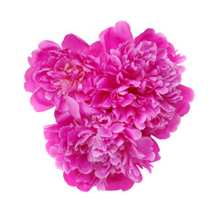Peony flowers isolated on a white