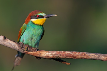 bird of paradise with color plumage