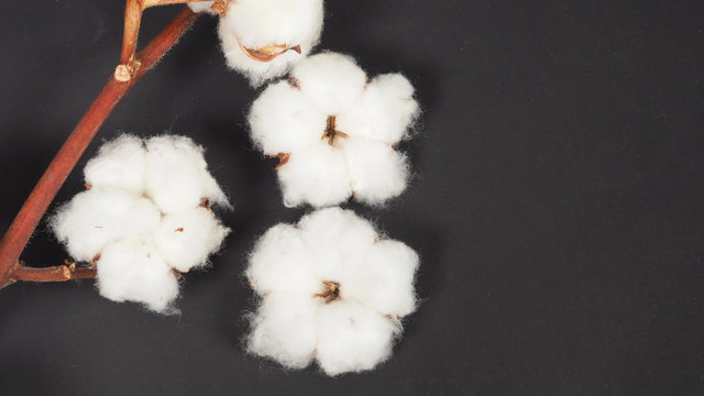 Cotton flowers on black background.