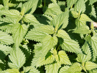 Gros plan sur feuilles d'ortie (Urtica) dentées et piquantes