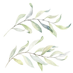 Watercolor floral illustration set - green leaf branches collection, for wedding stationary, greetings, wallpapers, fashion, background. Eucalyptus, olive, green leaves, etc.