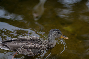 wild duck in the water