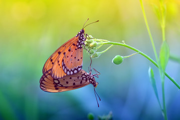 Butterflies photos, royalty-free images, graphics, vectors & videos ...