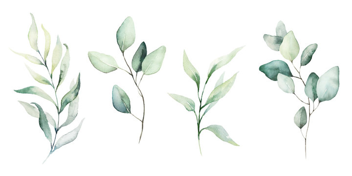 Watercolor floral illustration set - green leaf branches collection, for wedding stationary, greetings, wallpapers, fashion, background. Eucalyptus, olive, green leaves, etc.