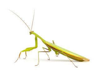 Mantis isolated on a white
