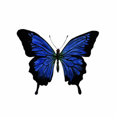 Butterfly Papilio Ulysses in watercolor on a white background