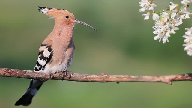 hoopoe sings a song among the flowers of robinia