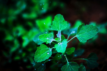 green leaf with water drops