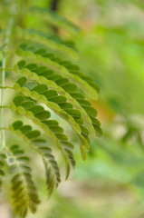 green leaves of fern