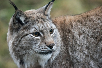 Norwegian lynx