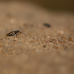 Small bug macro over the sand grains