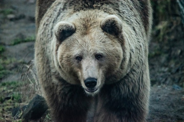 Norwegian bear