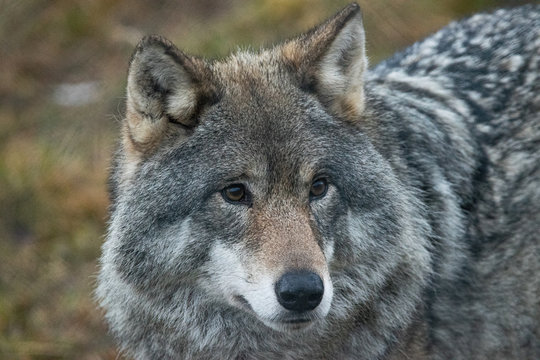 Norwegian wolf