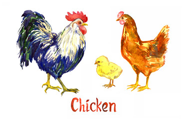 Red hen, rooster and chicken, handpainted watercolor illustration isolated on white, element for design
