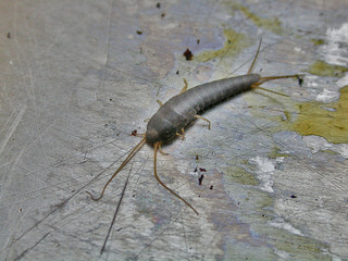Lepisme