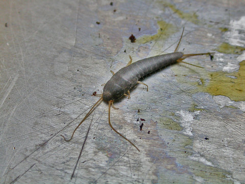 Lepisme