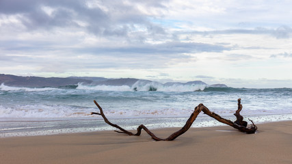 Atmospheric loneliness. A large heavy branch lies on a deserted beach in winter on the Galician Atlantic coast in northern Spain. It is cloudy, windy and the waves are overflowing with spray.