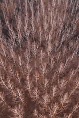 Aerial view of cottonwood forest in winter with no snow