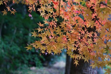 Autumn color
