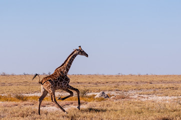 A galloping Giraffe - Giraffa Camelopardalis- on the plains of Etosha National Park, Namibia.