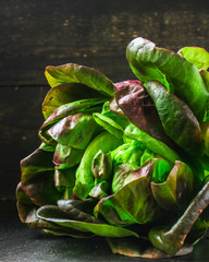 lettuce or romano salad, salad leaves (lettuce bush, green crop petals, vitamins Roman salad,...