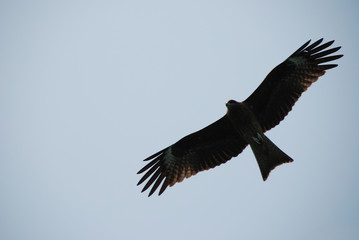 bald eagle in flight