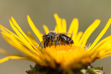 Bee on yellow flower gather a pollen. Apis mellifera. Closeup