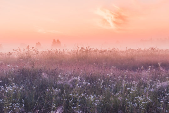 summer sunrise field of blooming pink meadow flowers © Kotangens