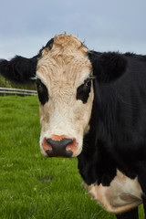 Beef cows as seen in and around Auckland city near the airport.