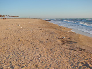 Seagulls and cormorants wait patiently on the sandy shore until a strong morning sea breeze...
