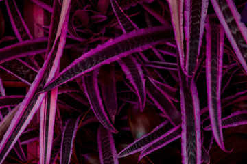 The concept of betel leaves with purple leaves, abstract, tropical leaves, natural background