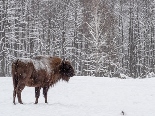 Bison