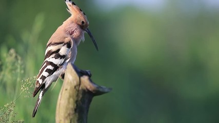 wild beautiful bird sings a spring song on a sunny morning