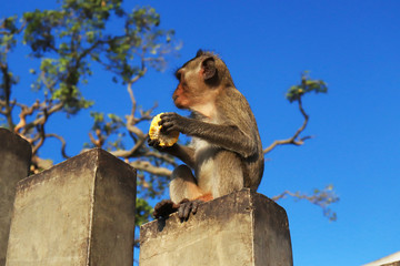 Fototapeta na wymiar The monkey eats corn on the post