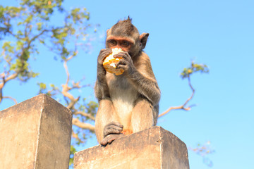 The monkey eats corn on the post