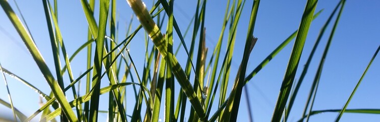 Fototapeta premium closeup of blades of grass with blue sky