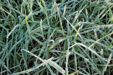 Naklejka na ściany i meble closeup of frozen winter meadow