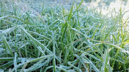closeup of frozen winter meadow