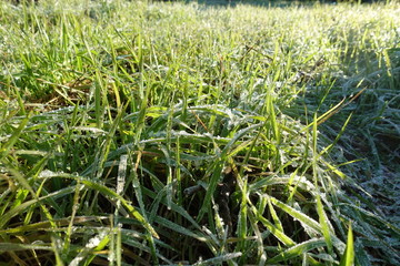 closeup of frozen winter meadow