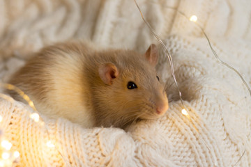 Fototapeta na wymiar beige rat sits on a beige plaid, background with texture