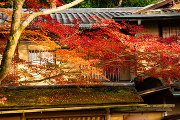 京都　紅葉　哲学の道