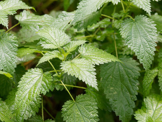Orties (Urtica) aux feuilles ovales, fortement dentées, pointues et urticantes