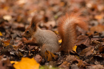 Naklejka na ściany i meble Red fluffy squirrel in a autumn forest. Curious red fur animal among dried leaves.