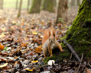 Red fluffy squirrel in a autumn forest. Curious red fur animal among dried leaves.