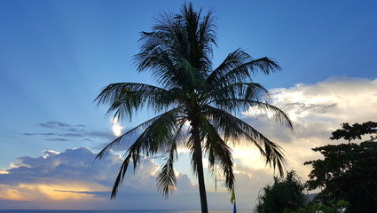 Fototapeta na wymiar Silhouette of a tall palm tree in the sky