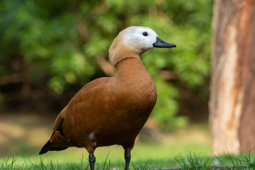 The ruddy shelduck (Tadorna ferruginea), known in India as the Brahminy duck, is a member of the family Anatidae standing in the grass.