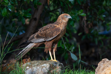 A close up of a female western (Eurasian) marsh harrier (Circus aeruginosus) a small raptor standing on the ground looking around.