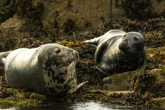 Two Grey Seals Relaxing On Rocks On The Farne Islands, Northumberland